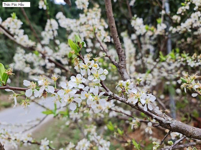 Thác Pác Hẩu